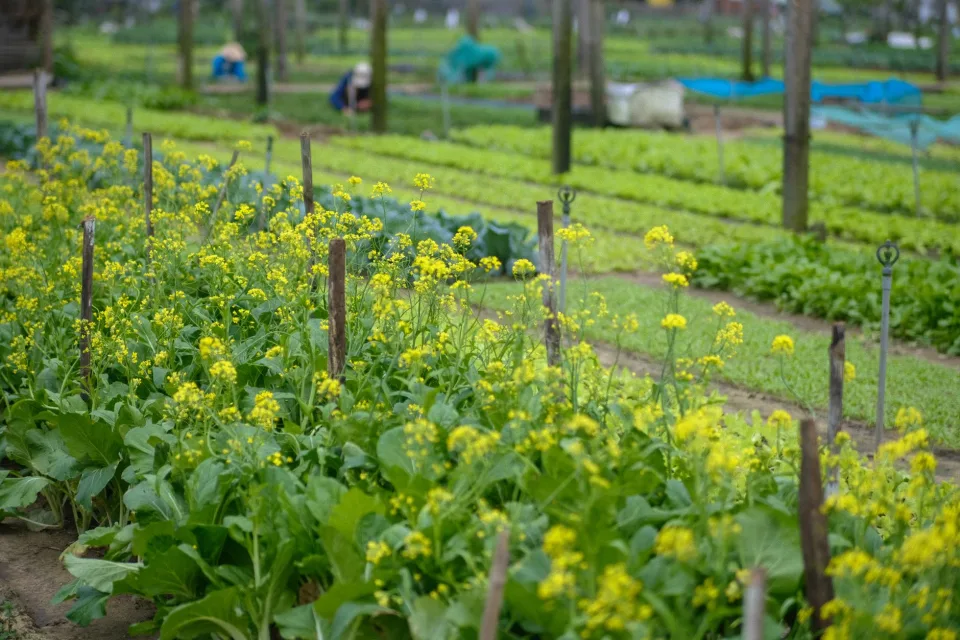 Nông sản thiết yếu cho bữa ăn gia đình